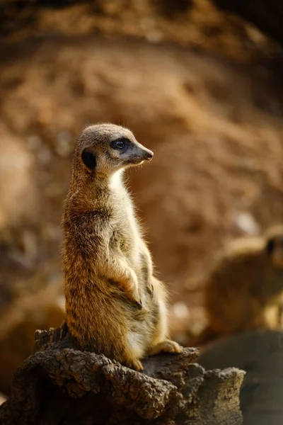 Meerkat Zoo — Stock fotografie