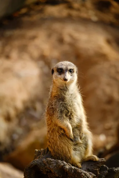 Meerkat Zoo — Stock fotografie