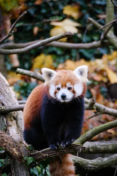 Panda Nella Foresta — Foto Stock