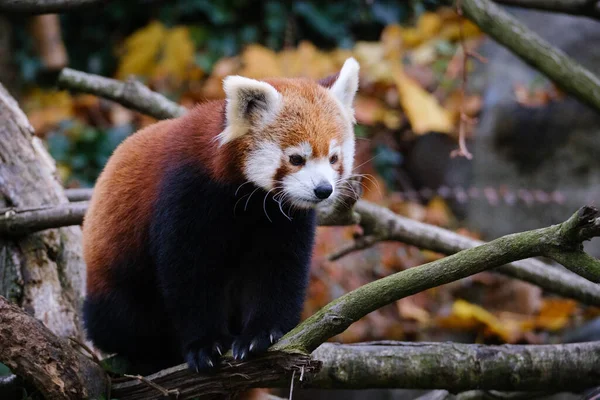 Panda Rouge Dans Forêt — Photo