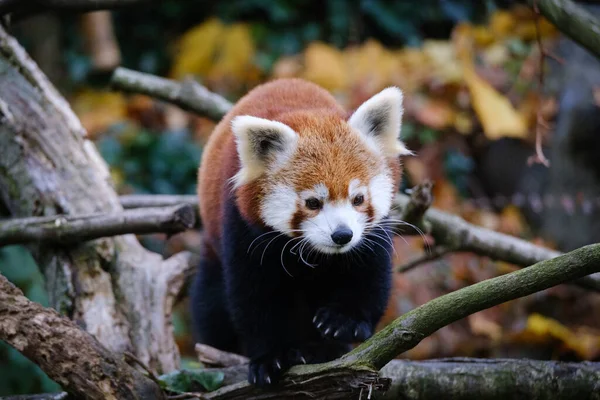 Panda Rosso Nella Foresta — Foto Stock