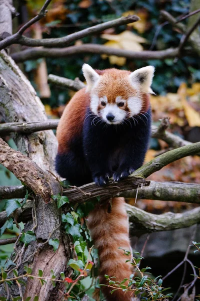 Netter Panda Wald — Stockfoto