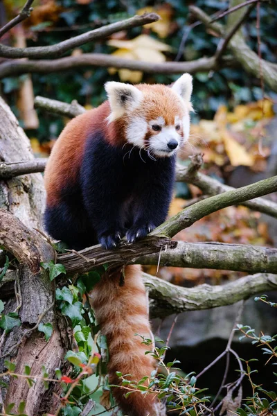 cute red panda on the tree