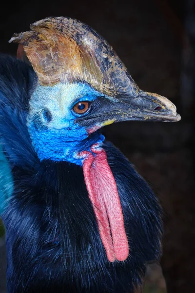 Primer Plano Retrato Hermoso Pájaro — Foto de Stock