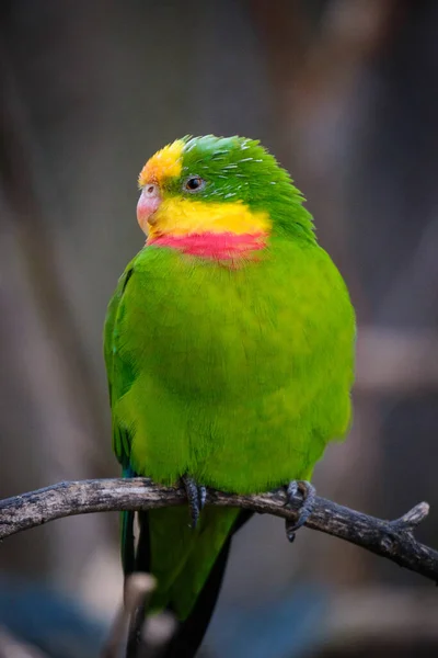 Closeup Shot Beautiful Parrot Sitting Branch — Stock Photo, Image