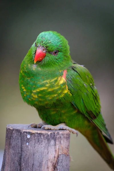 Hayvanat Bahçesindeki Güzel Papağan — Stok fotoğraf