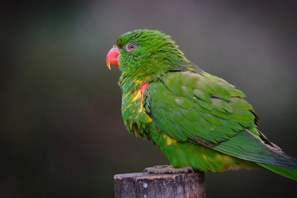 美しいオウムの鳥のクローズアップショット — ストック写真