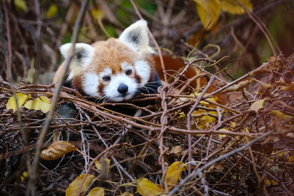 Cute Panda Grass — Stock Photo, Image