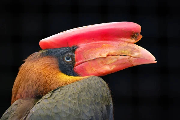 Zblízka Zrzavý Macaw — Stock fotografie