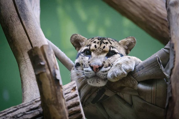 Primer Plano Tigre Zoológico — Foto de Stock