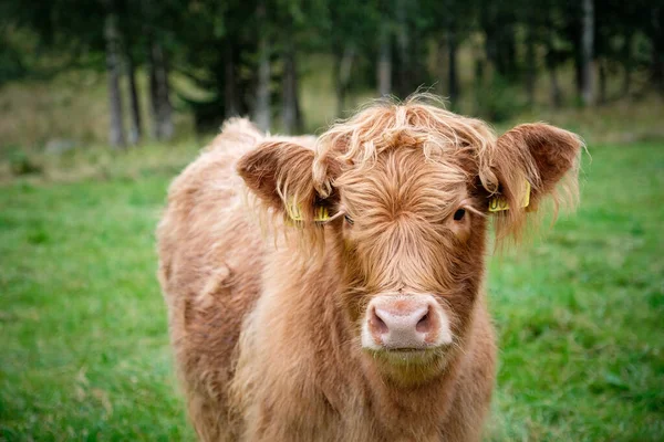 Brown Cow Pasture — Stock Photo, Image