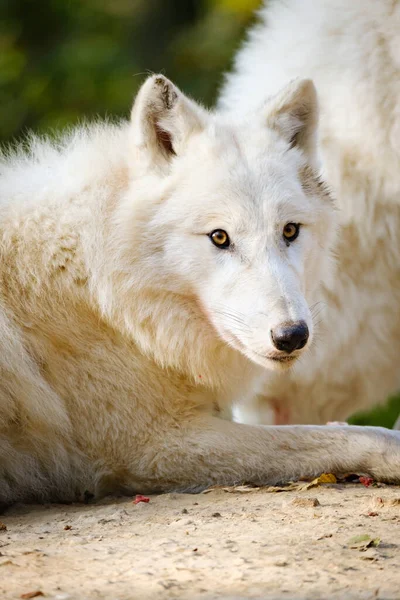 森の中の白い狼 ストック画像