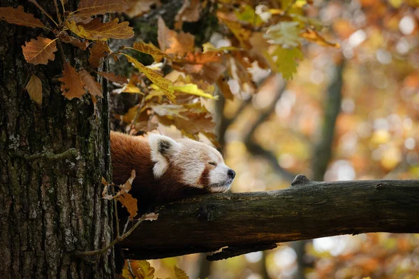 森の中の可愛いパンダ ロイヤリティフリーのストック画像