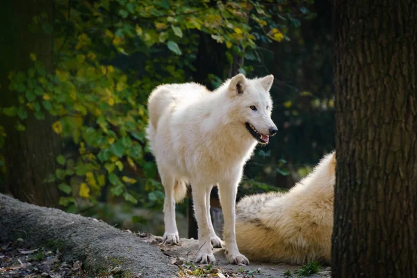 White Wolf Forest Stock Image
