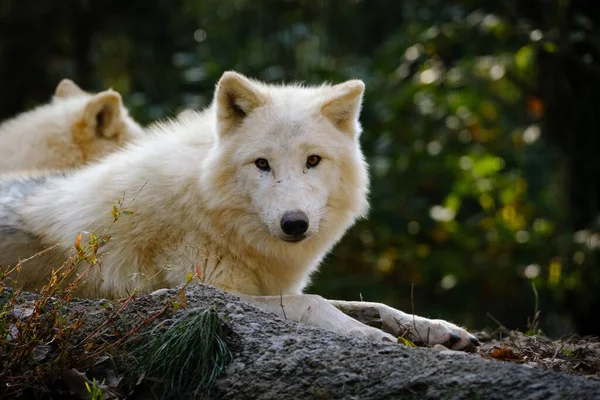 White Wolf Forest Royalty Free Stock Images
