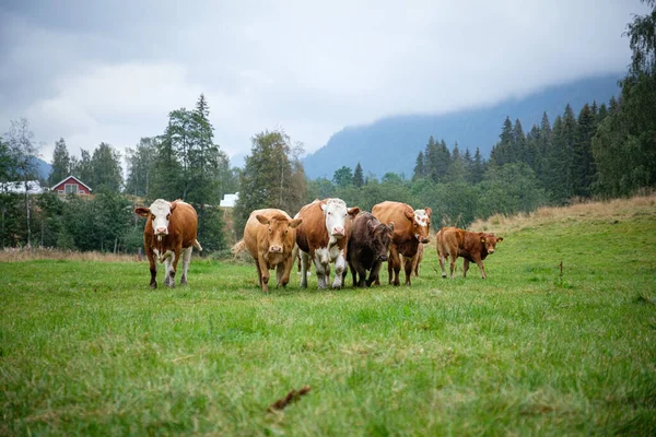 牧草地で牛を放牧し ストック画像
