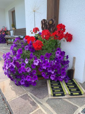 Purple petunia and red pelargonium at the front door