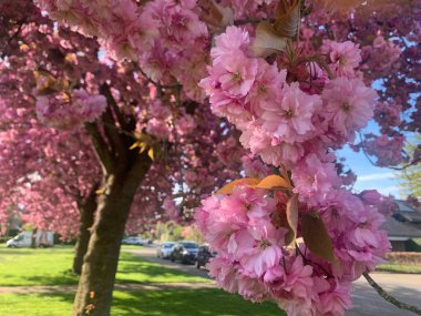 Sakura flower in the garden at spring time