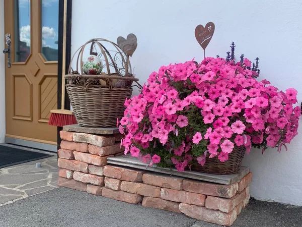 Colorful flowers in a basket. Blooming pink petunia near white wall. Garden decoration for front door with wicker basket and bricks