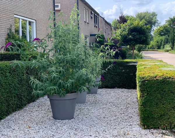 Modern front door in the city. Buddleja davidii flowers in large plastic pots on pebbles surrounded by green trimmed bushes