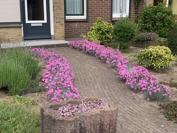 Home entrance with walkway and pink flowers of Dianthus plumarius