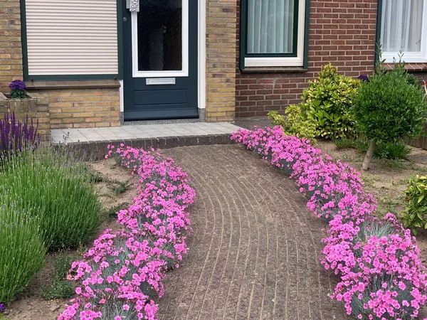 Beautiful pink flowers in the garden. Home entrance and walkway with pink flowers of Dianthus plumarius