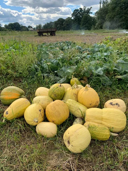 Sonbahar hasadı. Sebze bahçesinde balkabakları 