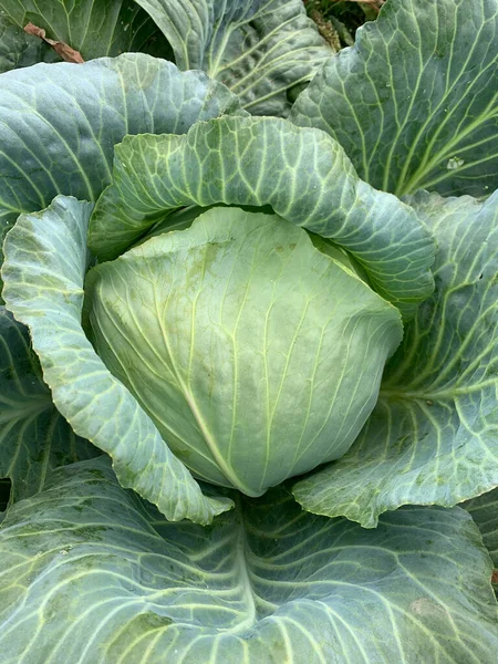 Cabbage Head Growing Vegetable Farm Amager Cabbage Variety White Cabbage — Stock Photo, Image