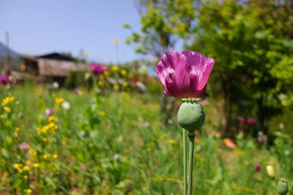Close-up poppy plant and Purple poppy flower. Afghan opium poppy cultivation. Close up, selective focus.