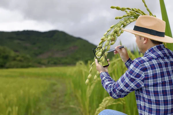 Smart farming A farmer use smartphone analysis data on green bloom rice field. Agriculture technology farmer man using smartphone or tablet computer analysis data and visual icon.