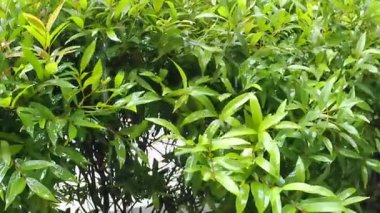 Caminin terasında yeşil yapraklar yağmur damlalarında sallanıyor. Bu manzara çok güzeldir ve yağmur mevsiminde stresi azaltır. 4K görüntü kalitesi.