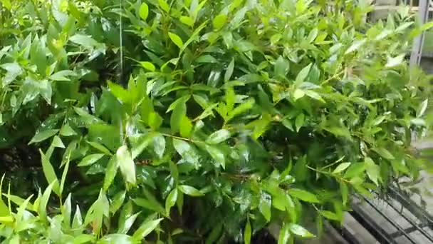 Hojas Verdes Terraza Mezquita Balanceándose Las Gotas Lluvia Esta Vista — Vídeos de Stock