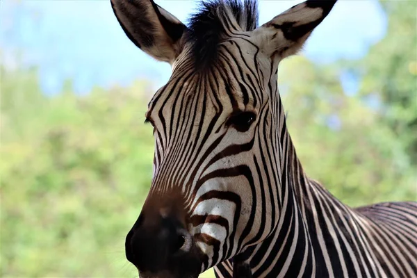 Hayvanat Bahçesindeki Güzeller Güzeli Hayvanlara Bakın Hayvanlar Güzel — Stok fotoğraf
