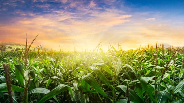 green corn field in agricultural garden and light shines sunset in the evening Mountain background. Thailand