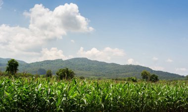 green corn field in agricultural garden and light shines sunset in the evening Mountain background. Thailand