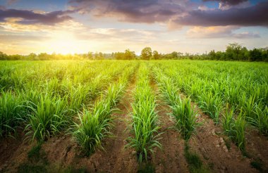 Agriculture, Sugarcane field at sunset. sugarcane is a grass of poaceae family. it taste sweet and good for health. Sugar cane plant tree in countryside for food industry or renewable bioenergy power.