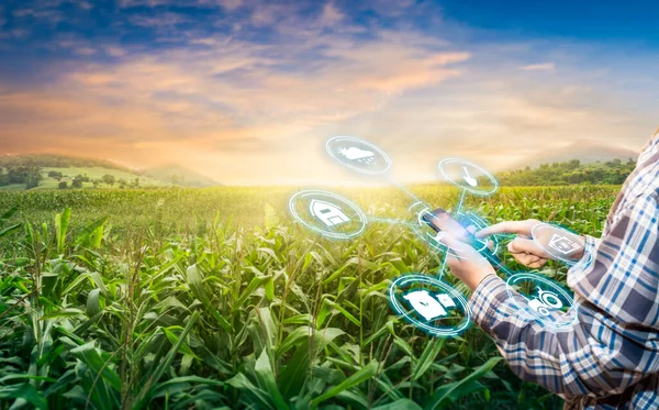 asian male farmer working in corn farm To collect data to study. Innovation technology for Develop farms to improve production efficiency. smartphone with intelligent farm management systems.