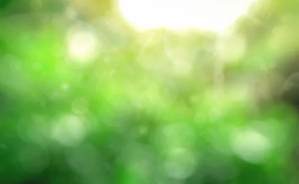 Свіже Зелене Листя Зелене Боке Фоні Природи Абстрактний Розмитий Фон — стокове фото