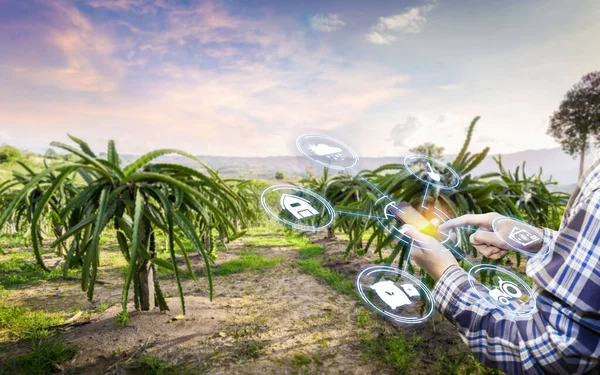asian male farmer working in Dragon fruit farm To collect data to study. Innovation technology for Develop farms to improve production efficiency. smartphone with intelligent farm management systems.