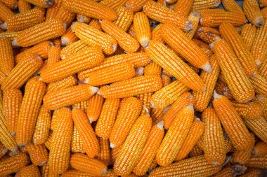 Güzel olgun sarı mısır. Corn and Grain Handling veya Hasat Terminali. Mısır gıda, beslenme veya etanol çiftliği için doğal organik konsept olarak kullanılabilir.