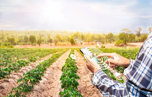 Innovation technology for smart farm system, Agriculture management, Hand holding smartphone with smart technology concept. man farmer working in cassava farm To collect data to study. Growing cassava