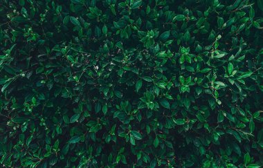 Yeşil yapraklardan oluşan yaratıcı bir düzen. Düz yatıyordu. Tropik yapraklar, soyut yeşil yaprak dokusu, doğal arka plan ve duvar kağıdı. Doğa konsepti.