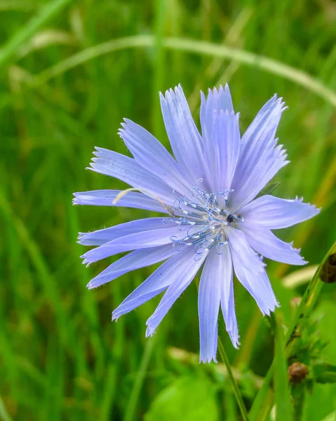 Blue Meadow Flower Latvian Meadows — Stock Photo, Image