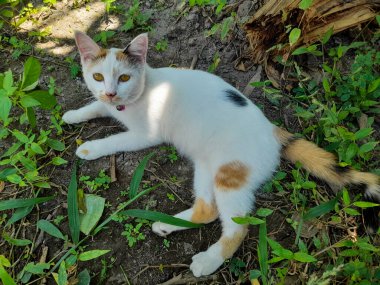 This white female cat is striped or commonly called a calico cat, the fur is very soft, the calico cat has many myths or beliefs in society.