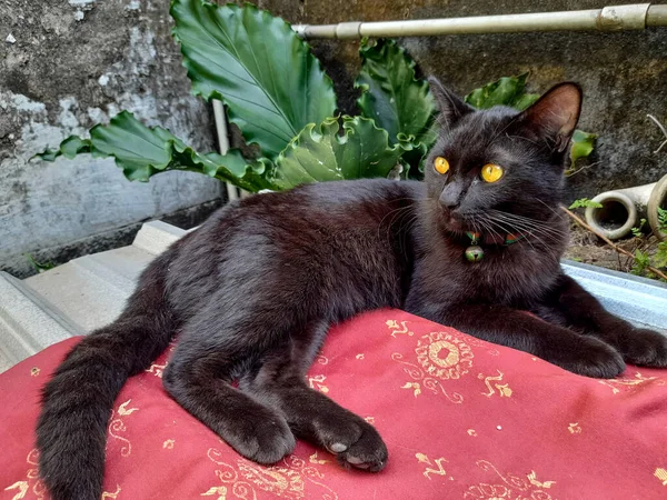 A domestic cat in plain jet black or solid black with light brown eyes is sitting relaxed, black cats are believed to bring good luck to their owners