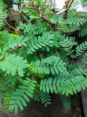 Fresh green tamarind leaves have many health benefits and can be processed into fresh drinks such as sinom or herbal