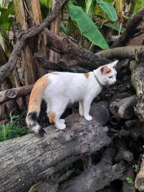 This white female cat is striped or commonly called a calico cat is sitting on the wood, the fur is very soft, the calico cat has many myths or beliefs in society.