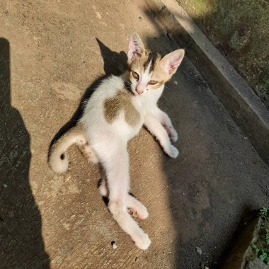 A cute kitten is basking in the warm morning sun 