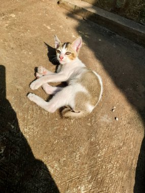 A cute kitten is basking in the warm morning sun 