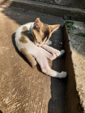 A cute kitten is licking its body or grooming and basking in the warm morning sun 